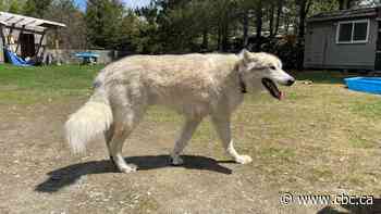 Ontario family fights to keep 'gentle giant' wolf-dog after seizure threat by province