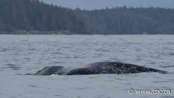 8 grey whales have been found dead in B.C. this year