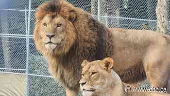 Wildlife sanctuary, neighbours in rift over potentially housing large exotic animals near Parry Sound, Ont.