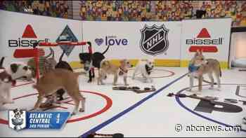 WATCH:  'Stanley Pup' brings fun as Stanley Cup Final begins