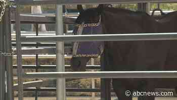 WATCH:  Owner speaks out after teen allegedly injures 3 horses at equestrian competition