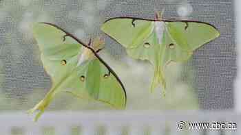 The moth native to Windsor-Essex most people have probably never heard of