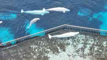 Canada endorses plan to send remaining Marineland belugas to Spain, across U.S.