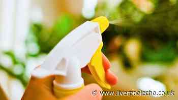 Keep houseflies away this summer with natural kitchen ingredient