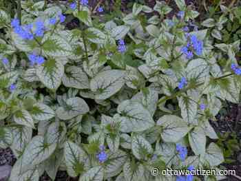 In the garden: These shade-seekers will help fill the void