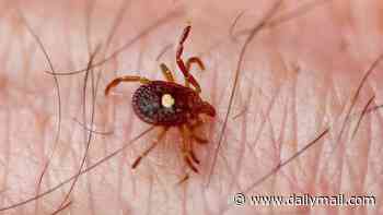 Outrage as scientists push to create ticks that spread red-meat allergies: 'Isn't this biological terrorism?'