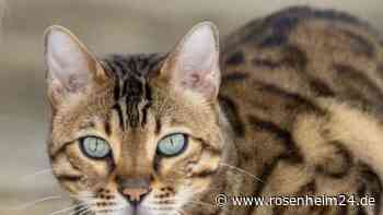 Wohnungskatze entlaufen: Bengalkater Simba in Polling vermisst