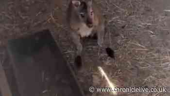 Missing wallaby returns to North East farm after escaping four days ago