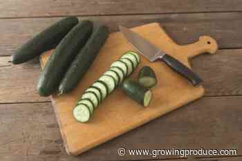 Cool Cucumber Varieties You Will Want To Grow Now