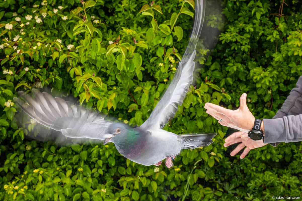 How Pigeons Find Their Way Home May Finally Be Solved