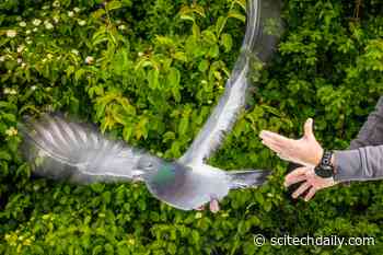 How Pigeons Find Their Way Home May Finally Be Solved