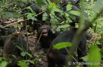 Largest Known Wild Chimpanzee Community Breaks Apart After Decades of Unity