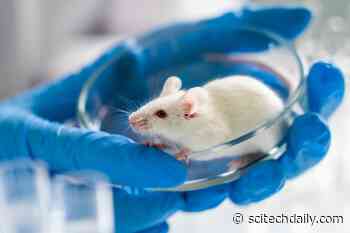 Scientists Turn Mice Transparent to Uncover Obesity’s Secret Effects on Nerves