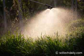 World’s Most-Used Weedkiller Found To Disrupt Honeybee Brains