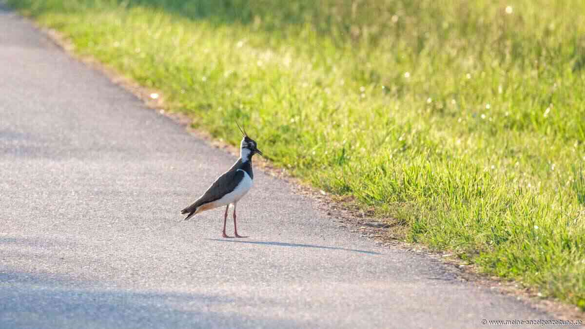 Der Landkreis Freising ist ein Paradies für Kiebitze