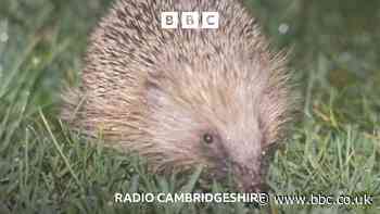 How might digi-hogs help our hedgehogs?