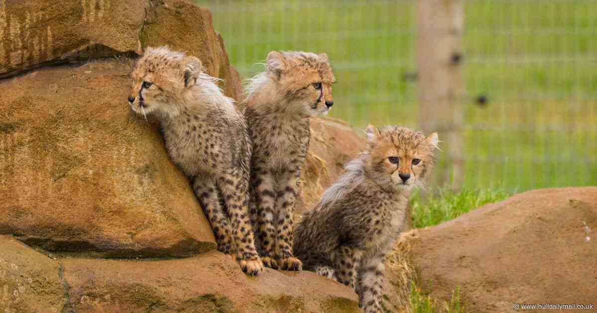 Adorable cheetah cubs make first steps into main enclosure at Yorkshire Wildlife Park - in pictures