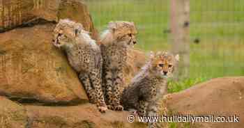 Adorable cheetah cubs make first steps into main enclosure at Yorkshire Wildlife Park - in pictures