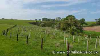 Planning for new Northumberland woodland underway by Forestry England