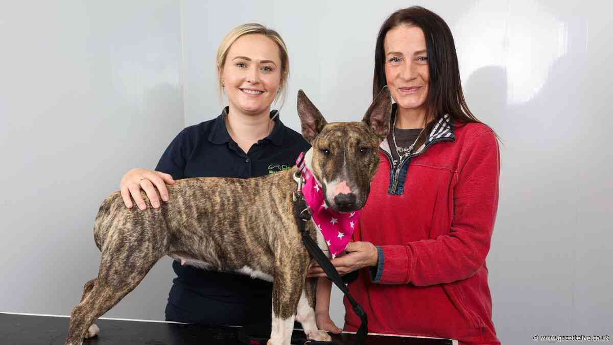 Vet's warning after bull terrier swallows toy and suffers serious internal injuries