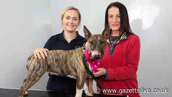 Vet's warning after bull terrier swallows toy and suffers serious internal injuries