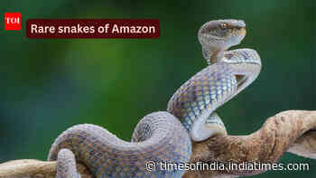 10 rare snakes found in the Amazon rainforest and what travellers should know
