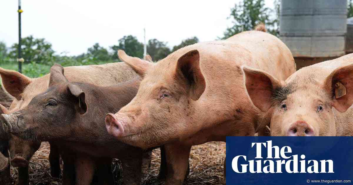 Antibiotics use in livestock could rise by a third in next 15 years, UN report warns