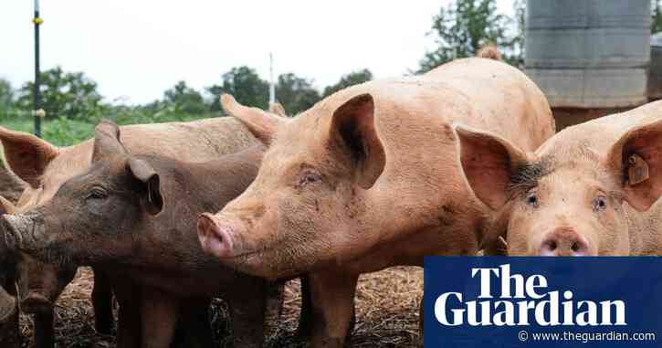 Antibiotics use in livestock could rise by a third in next 15 years, UN report warns