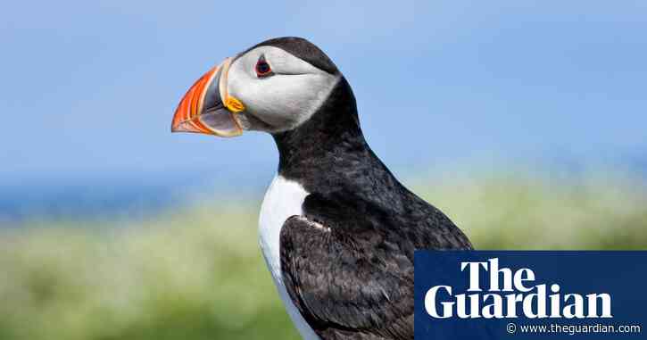 Puffins, dolphins and bumblebees in running to feature on new UK banknotes