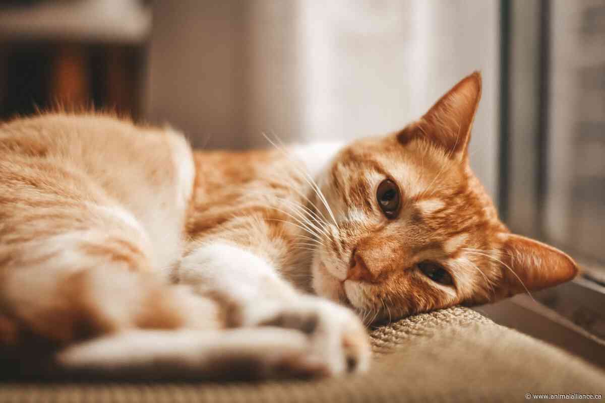 Ontario Bans Certain Medically Unnecessary Procedures on Cats and Dogs