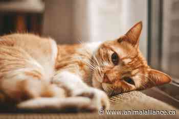 Ontario Bans Certain Medically Unnecessary Procedures on Cats and Dogs
