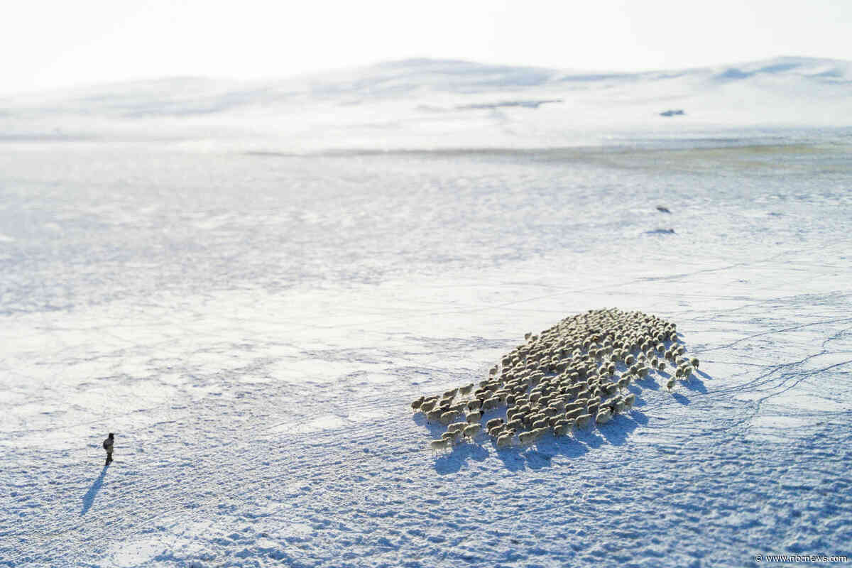 No people, just sheep: The unlikely job that Chinese college grads clamored for