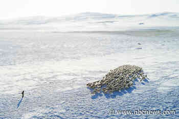 No people, just sheep: The unlikely job that Chinese college grads clamored for