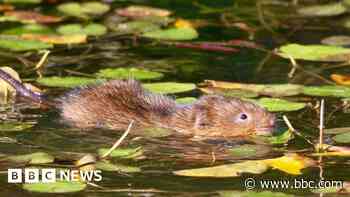 Water voles brought back to river after 20 years