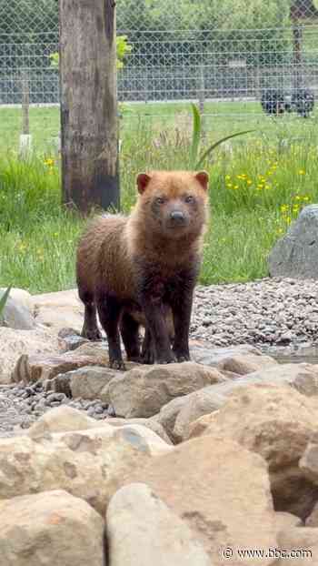 Wildlife Park welcomes mischievous bush dogs