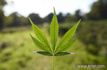 Cannabis companies hid health issues from consumers: Federal lawsuit