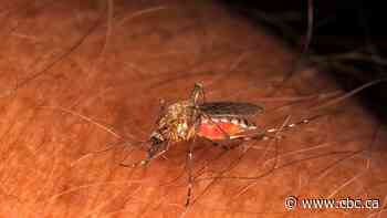 Virus detected in invasive mosquitoes found in B.C.'s Sea-to-Sky region