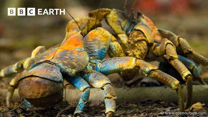 Enjoy Three Hours of Free Nature Videos Narrated by David Attenborough