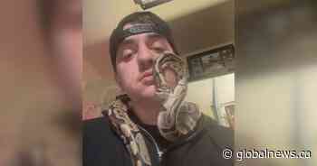 Python named Peanut to reunite with owner after Ontario sewage plant rescue