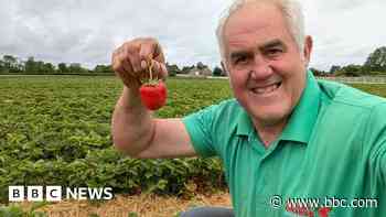 Berry mixed weather sees sweeter strawberries