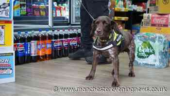 Dora and Fred sniff out dodgy 'lollies' as huge illegal haul seized across Trafford