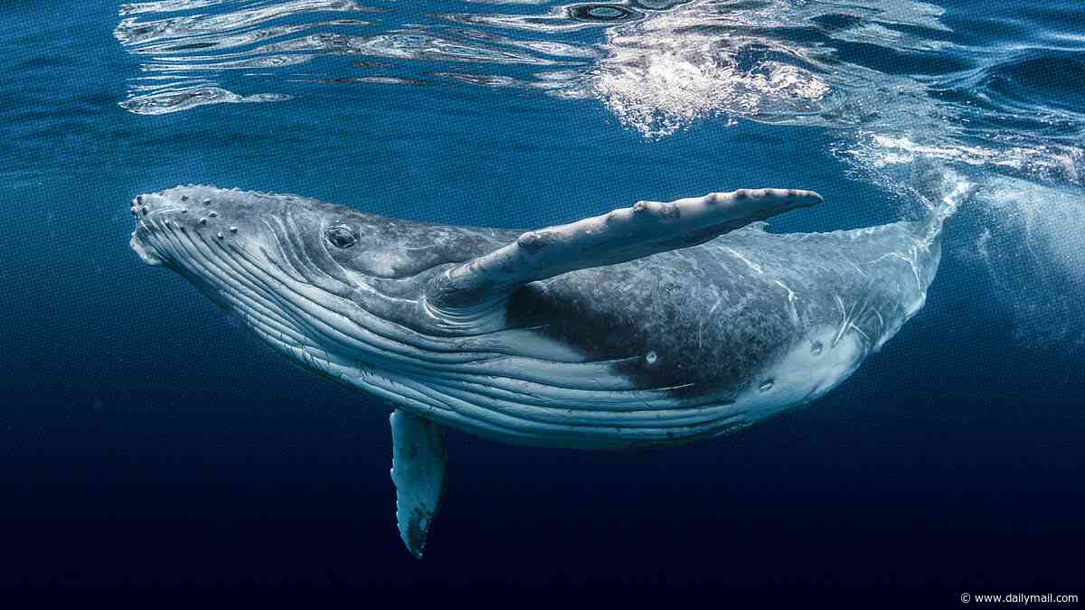 Why whales don't get cancer, do go through the menopause - and can hear each other singing 4,000 miles away