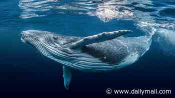 Why whales don't get cancer, do go through the menopause - and can hear each other singing 4,000 miles away