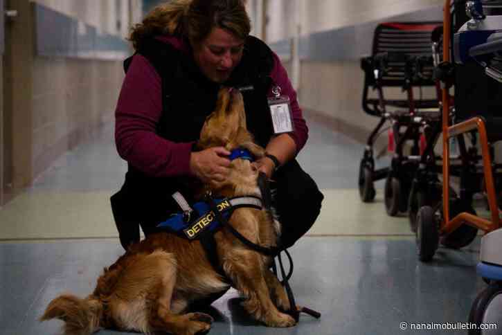 Dogs go on tour to help snuff out disease in B.C. Interior hospitals