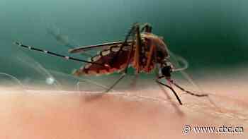 Get ready, Calgary: after the rain, come the mosquitoes