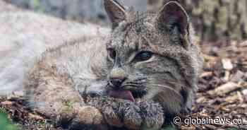 Injured lynx meets Premier Wab Kinew at Winnipeg zoo