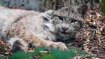 Lumi the lynx can now be seen at Winnipeg zoo after long medical journey