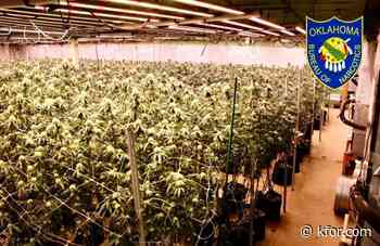 Thousands of marijuana plants seized, one arrested during Atoka grow bust