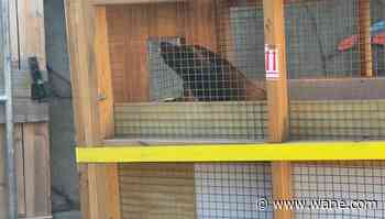 Fort Wayne Zoo welcomes new sea lion