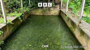 Woman's shock at finding 16 dead cats in pond